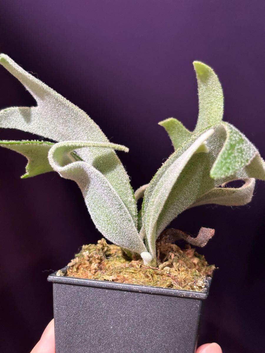 P. willinckii cv. TFN #1 OC 株分け ビカクシダ の商品詳細 P. willinckii cv. TFN #1 OC 株分け ビカクシダ の商品詳細