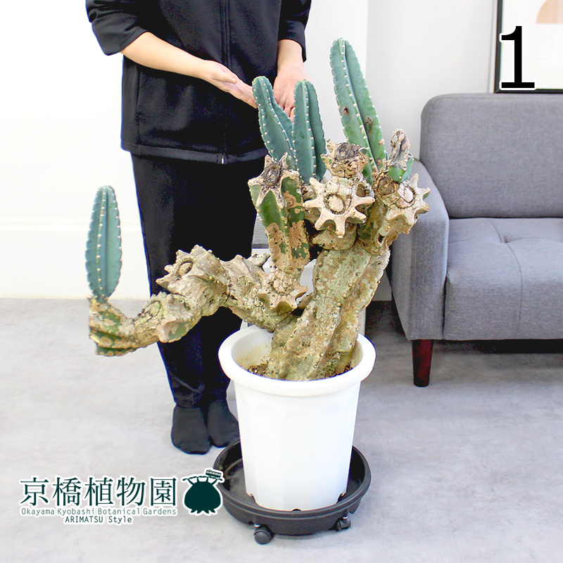 現品】柱サボテン ブランチ 10号(1)【切り込み仕立て】 観葉植物 現品】柱サボテン ブランチ 10号(1)【切り込み仕立て】 観葉植物