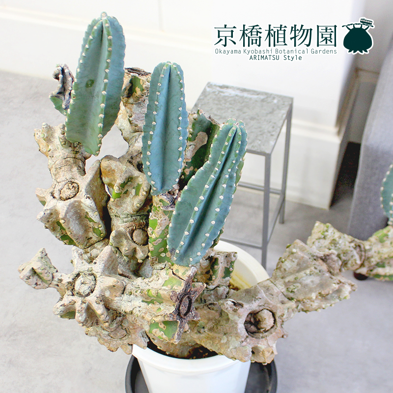 現品】柱サボテン ブランチ 10号(1)【切り込み仕立て】 観葉植物 現品】柱サボテン ブランチ 10号(1)【切り込み仕立て】 観葉植物