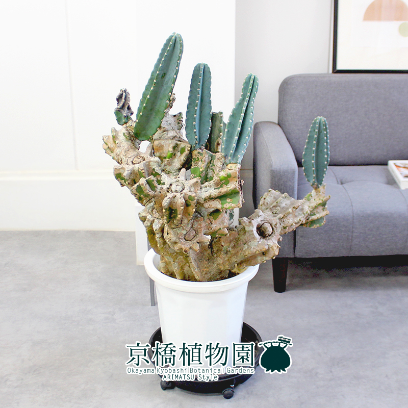 現品】柱サボテン ブランチ 10号（1）【切り込み仕立て】 観葉植物