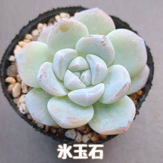 No.335 ❁琥珀氷玉❁ 不向き 抜き苗 多肉植物 寄せ植え No.335 ❁琥珀氷玉❁ 不向き 抜き苗 多肉植物 寄せ植え