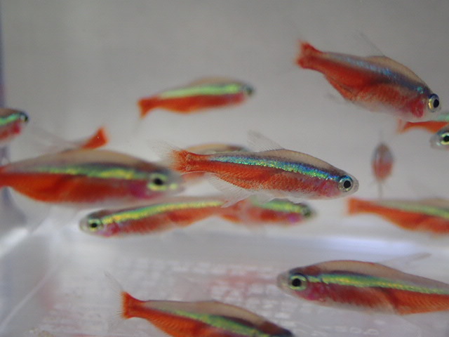 100 pcs car jinaru Tetra 2CM rom and rear (before and after) MS/M size freshwater fish tropical fish organism prompt decision 100 size Kanto postage 1111 jpy 