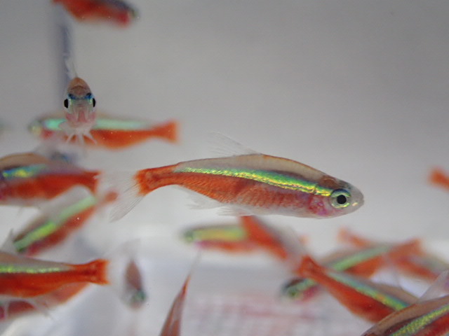 100 pcs car jinaru Tetra 2CM rom and rear (before and after) MS/M size freshwater fish tropical fish organism prompt decision 100 size Kanto postage 1111 jpy 