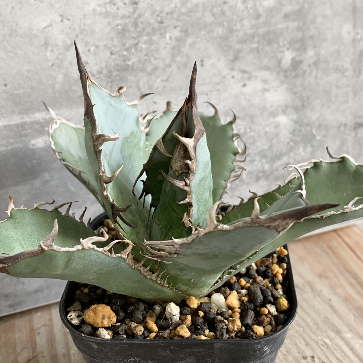 P9604】【超希少個体】オアハカ 産 アガベ オテロイ agave P9604】【超希少個体】オアハカ 産 アガベ オテロイ agave