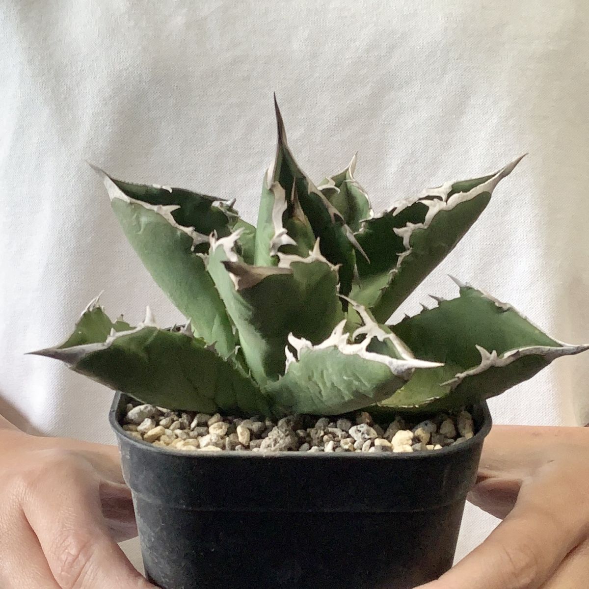 P9604】【超希少個体】オアハカ 産 アガベ オテロイ agave P9604】【超希少個体】オアハカ 産 アガベ オテロイ agave