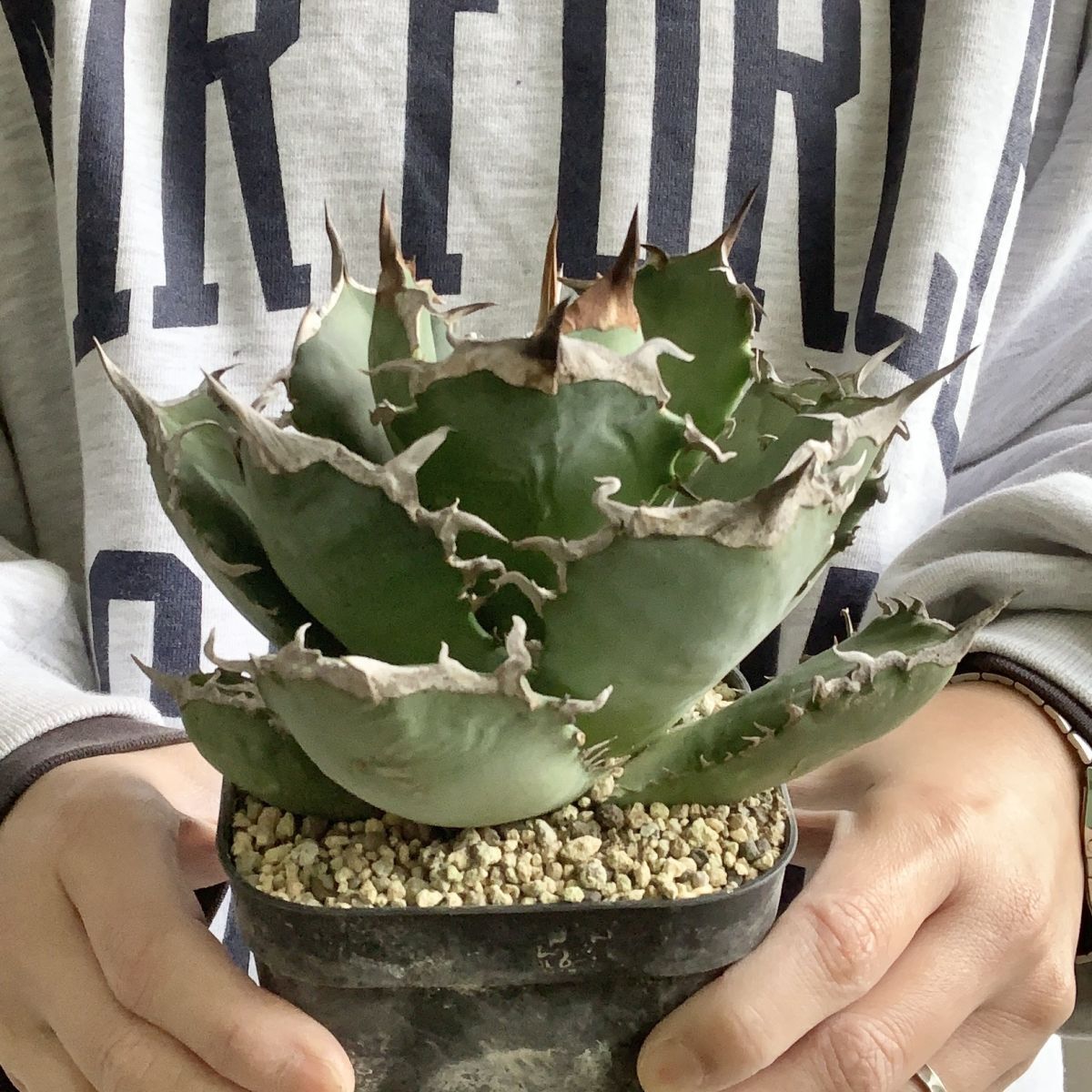 P9604】【超希少個体】オアハカ 産 アガベ オテロイ agave P9604】【超希少個体】オアハカ 産 アガベ オテロイ agave