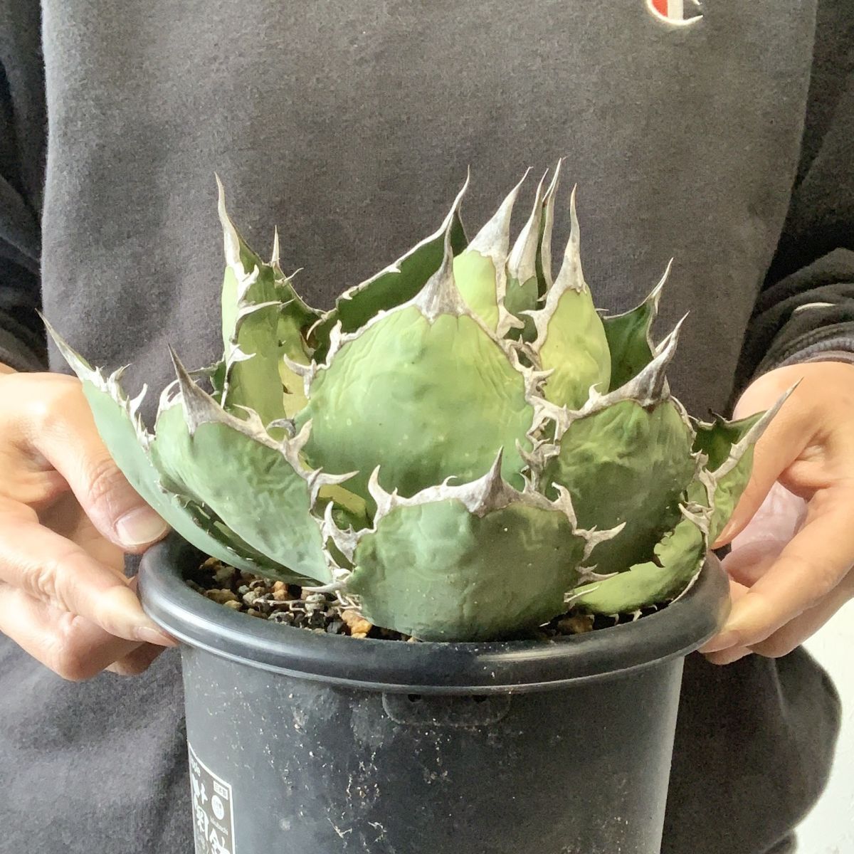 P9604】【超希少個体】オアハカ 産 アガベ オテロイ agave P9604】【超希少個体】オアハカ 産 アガベ オテロイ agave