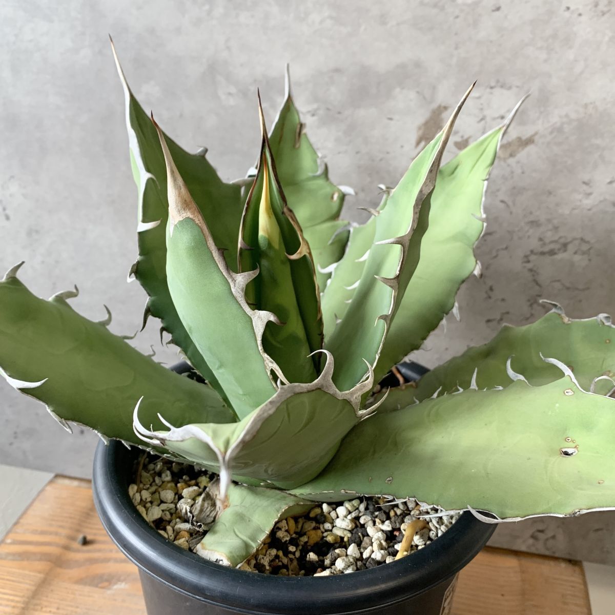 P9604】【超希少個体】オアハカ 産 アガベ オテロイ agave P9604】【超希少個体】オアハカ 産 アガベ オテロイ agave