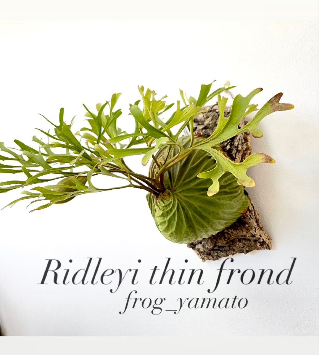 リドレイ 細葉 ridleyi thin frond 胞子撒き spore スポア 株 リドレイ 細葉 ridleyi thin frond 胞子撒き spore スポア 株