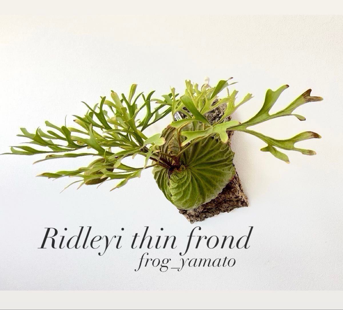 リドレイ 細葉 ridleyi thin frond 胞子撒き spore スポア 株 リドレイ 細葉 ridleyi thin frond 胞子撒き spore スポア 株