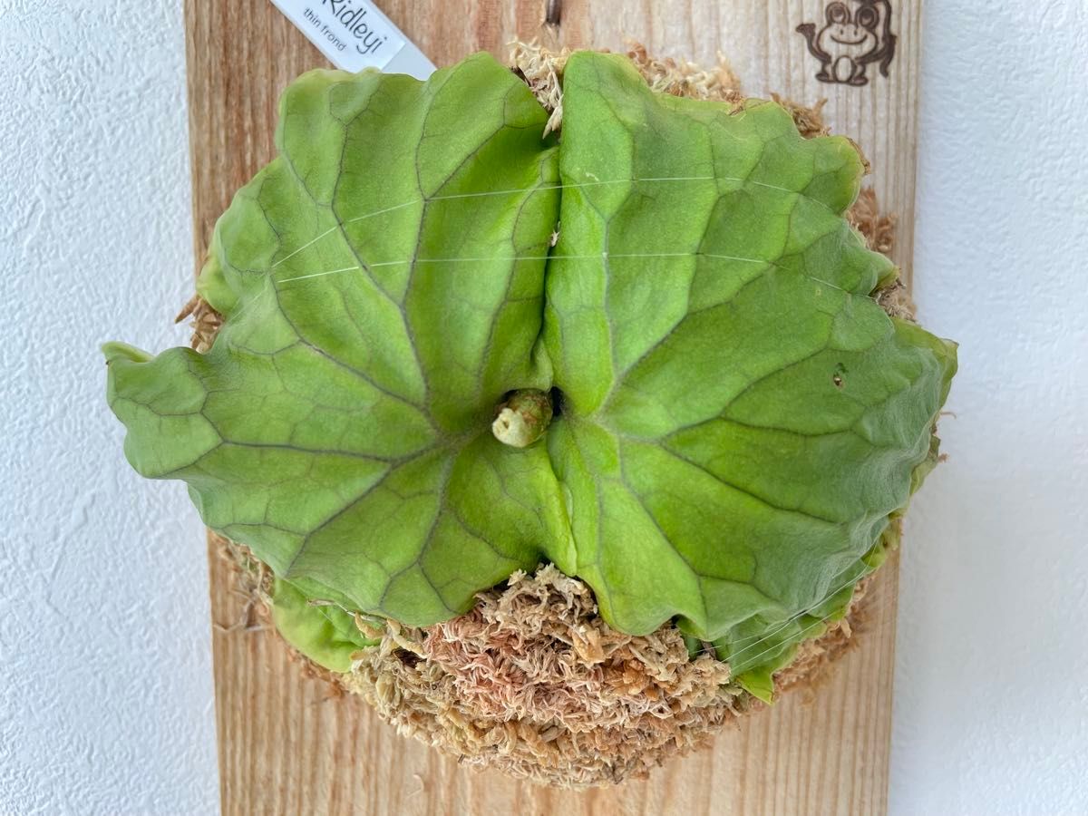 リドレイ 細葉 ridleyi thin frond 胞子撒き spore スポア 株 リドレイ 細葉 ridleyi thin frond 胞子撒き spore スポア 株