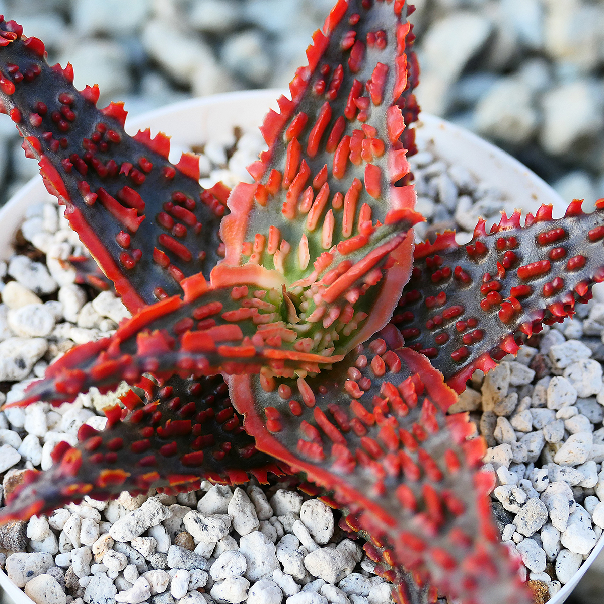 Yahoo!オークション - Aloe hybrid Lava TCT アロエ Yahoo!オークション - Aloe hybrid Lava TCT アロエ
