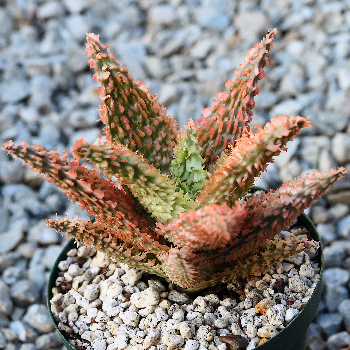 Bibian 比比昂- Aloe hybrid Tempra TCT アロエハイブリッド Bibian 比比昂- Aloe hybrid Tempra TCT アロエハイブリッド