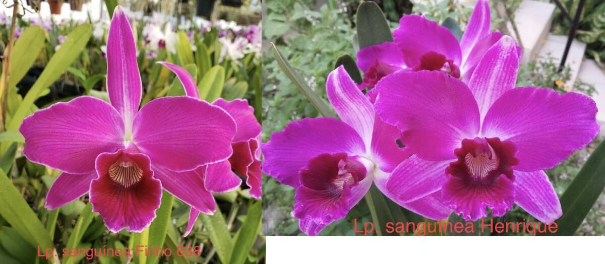 C. purpurata CG2079 (sanguinea 'Finho 638' x sanguinea 'Henrique')　5