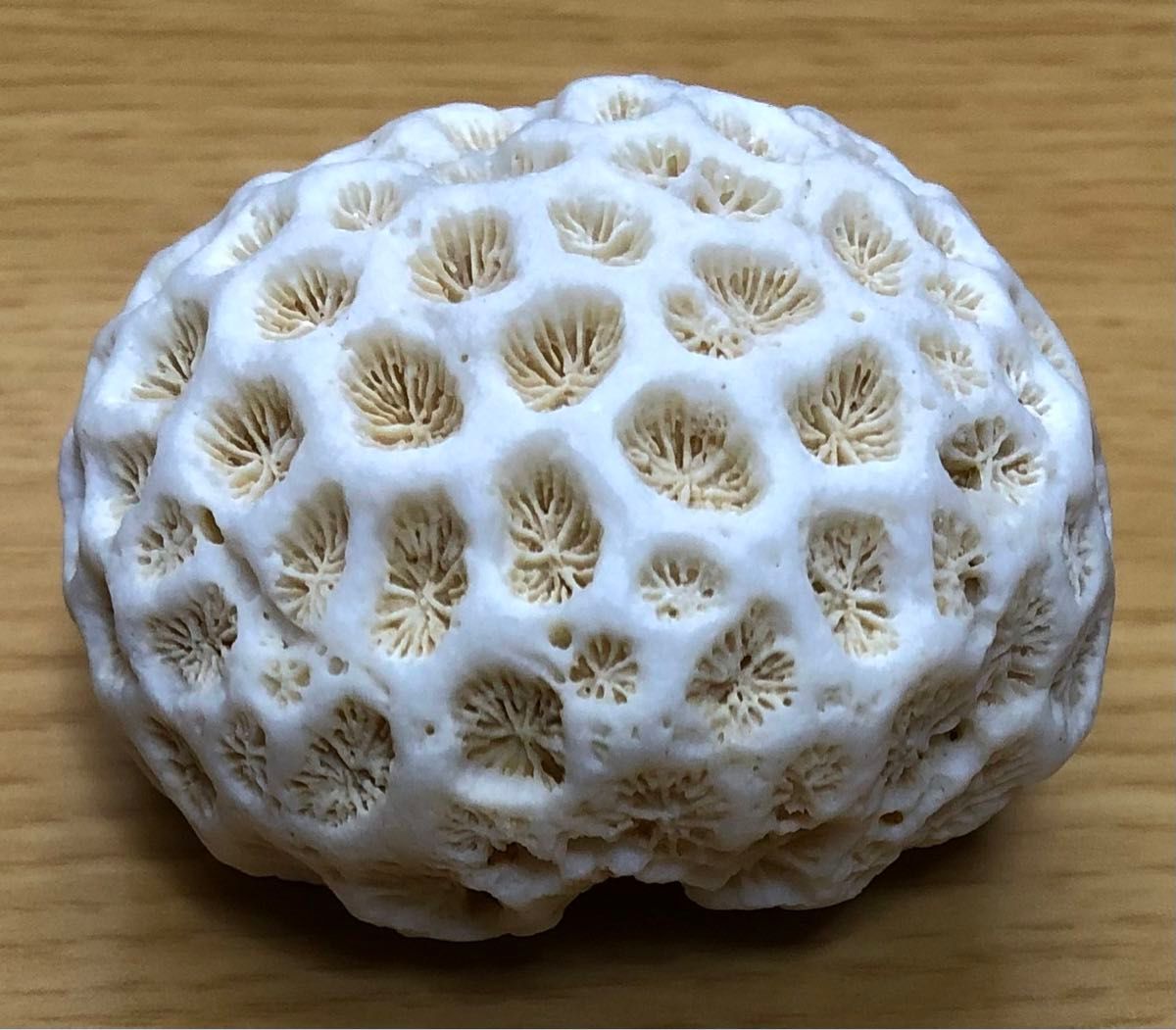 珊瑚礁5点セット キクメイシ 菊目石 珊瑚 サンゴ 貝殻 枝珊瑚 珊瑚礁5点セット キクメイシ 菊目石 珊瑚 サンゴ 貝殻 枝珊瑚