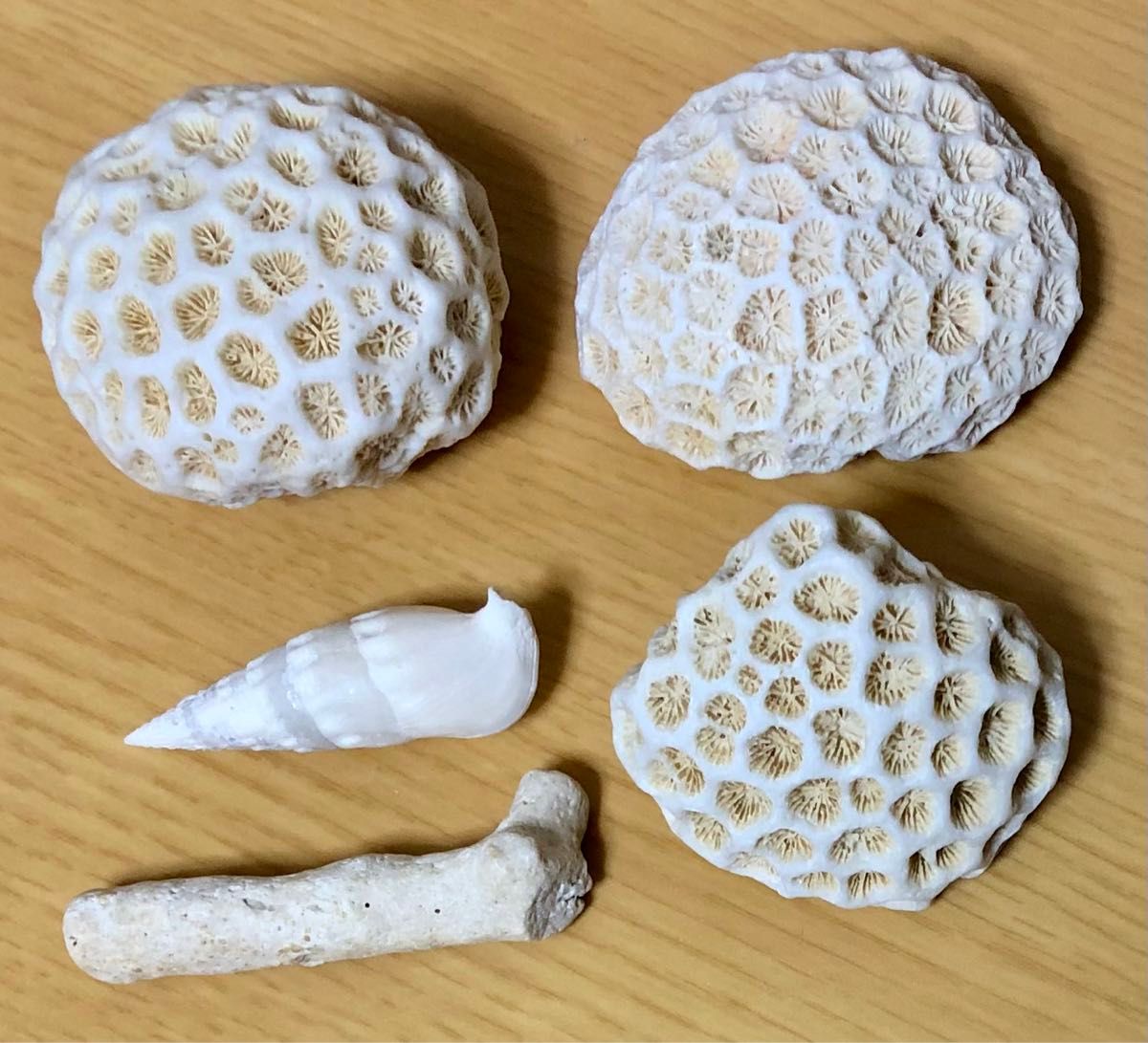珊瑚礁5点セット キクメイシ 菊目石 珊瑚 サンゴ 貝殻 枝珊瑚 珊瑚礁5点セット キクメイシ 菊目石 珊瑚 サンゴ 貝殻 枝珊瑚