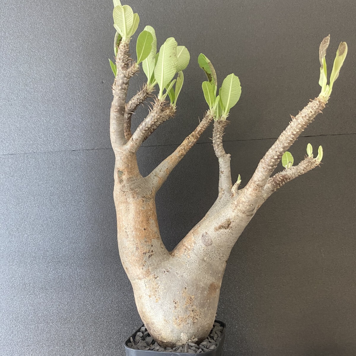 パキポディウム マカイエンセ 現地球 発根済み 大きめ 美形 鉢