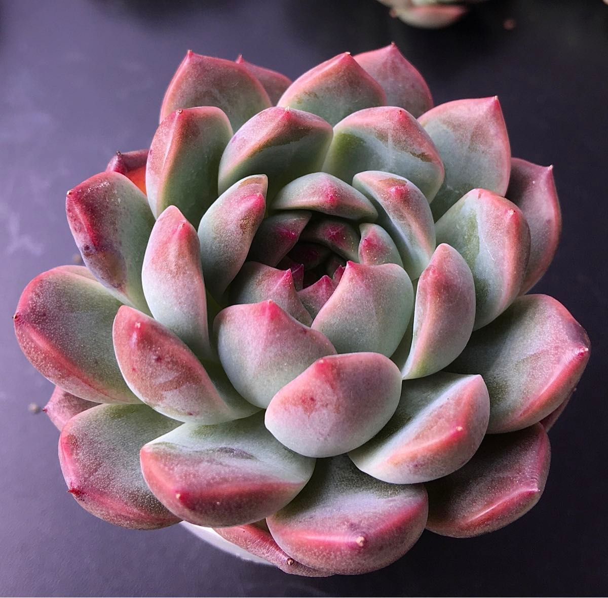 新入荷 韓国苗 紫真珠hyb 可愛い紅葉大苗 超美苗 多肉植物 新入荷 韓国苗 紫真珠hyb 可愛い紅葉大苗 超美苗 多肉植物