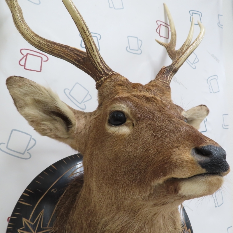 邪神ちゃん‼️鹿角⭐︎ハンティングトロフィー⭐︎大物だけを厳選‼️日本鹿‼️ 邪神ちゃん様専用‼️鹿角⭐︎ハンティングトロフィー⭐︎大物
