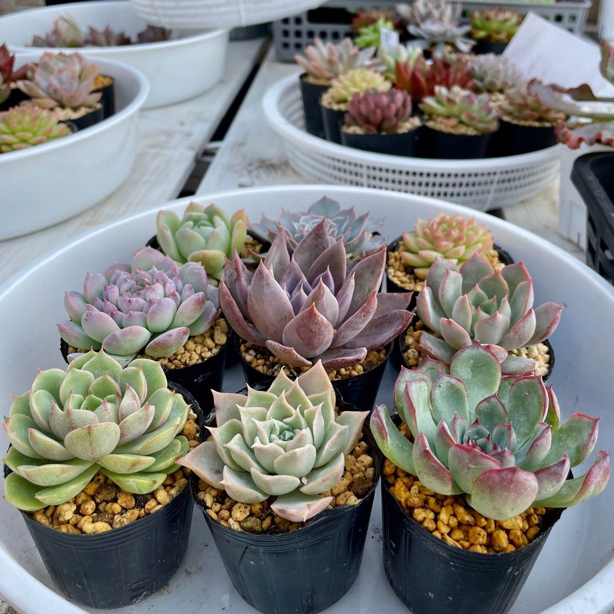 韓国苗9苗セット 抜き苗 カット苗 エケベリア 多肉植物 韓国苗9苗セット 抜き苗 カット苗 エケベリア 多肉植物