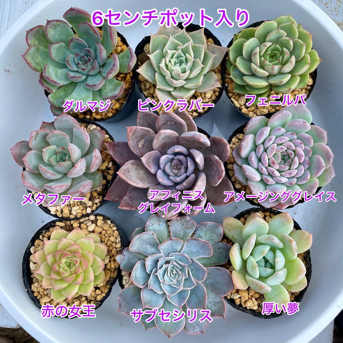 韓国苗9苗セット 抜き苗 カット苗 エケベリア 多肉植物 韓国苗9苗セット 抜き苗 カット苗 エケベリア 多肉植物