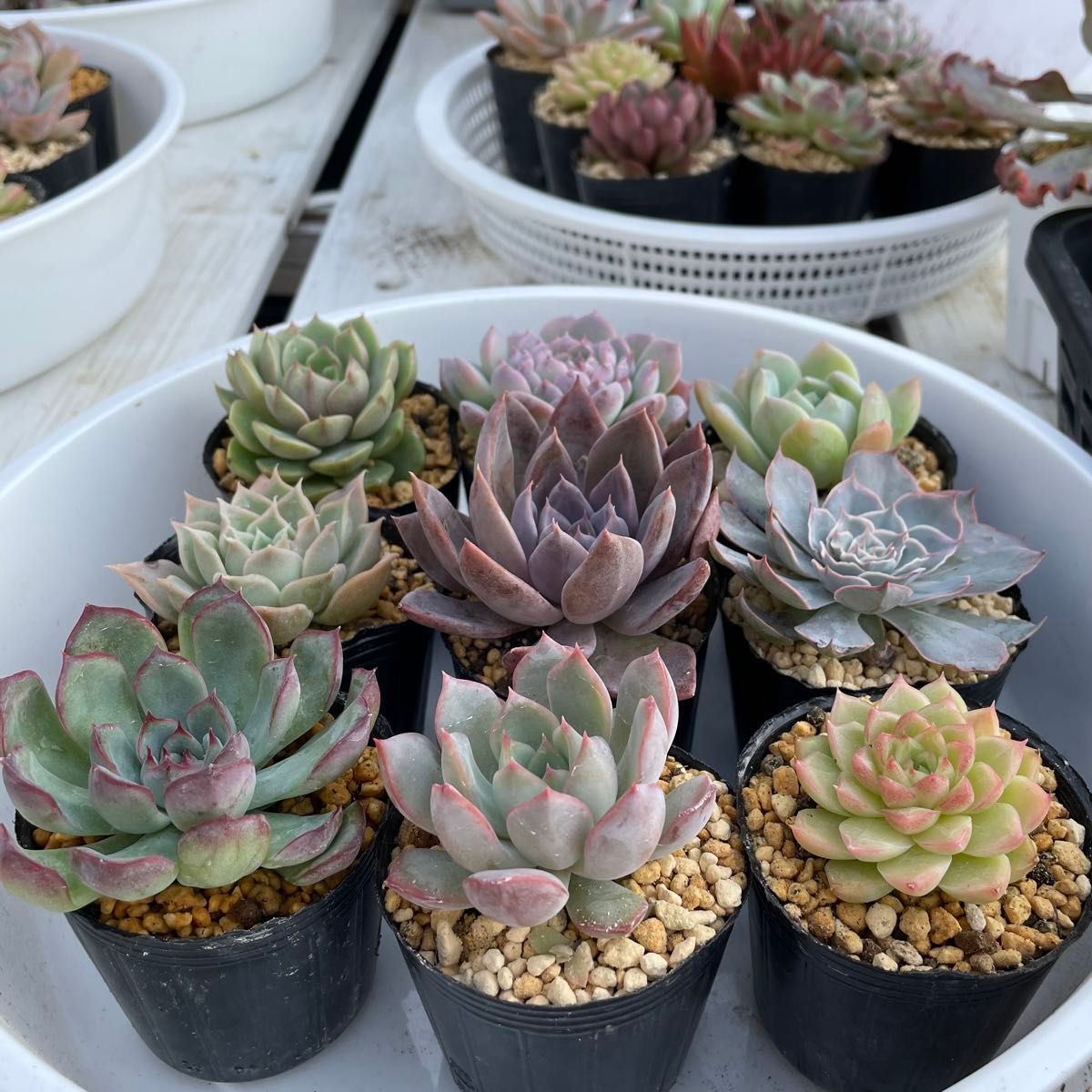 韓国苗9苗セット 抜き苗 カット苗 エケベリア 多肉植物 韓国苗9苗セット 抜き苗 カット苗 エケベリア 多肉植物