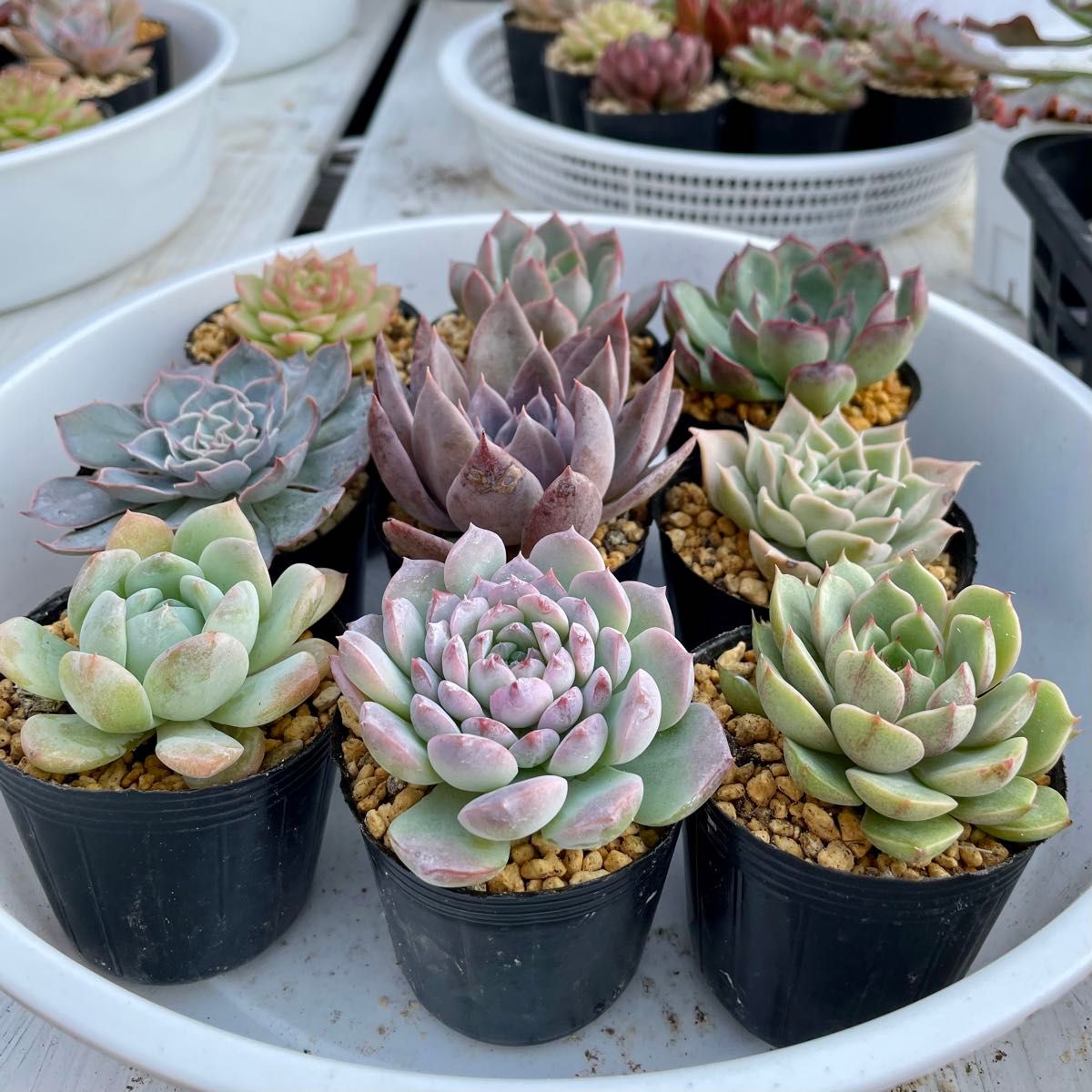 韓国苗9苗セット 抜き苗 カット苗 エケベリア 多肉植物 韓国苗9苗セット 抜き苗 カット苗 エケベリア 多肉植物