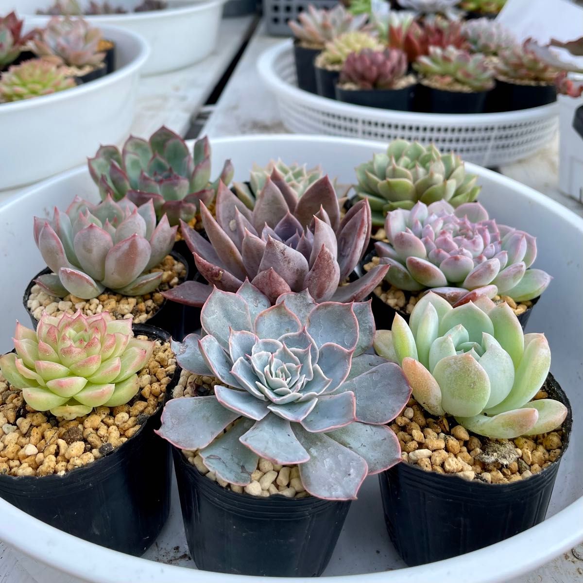 韓国苗9苗セット 抜き苗 カット苗 エケベリア 多肉植物 韓国苗9苗セット 抜き苗 カット苗 エケベリア 多肉植物