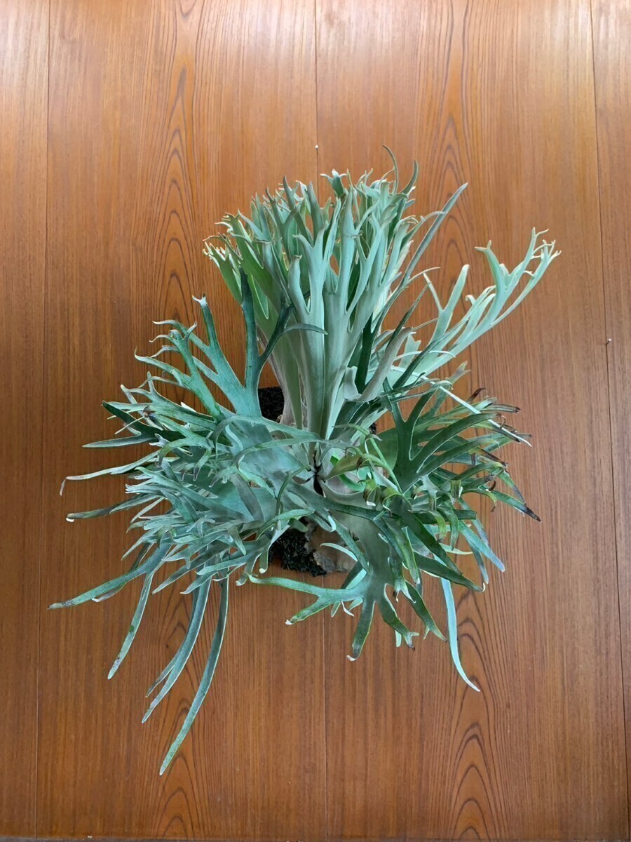 Yahoo!オークション - P.Willinckii 'Pedro Tatsuta Yahoo!オークション - P.Willinckii 'Pedro Tatsuta
