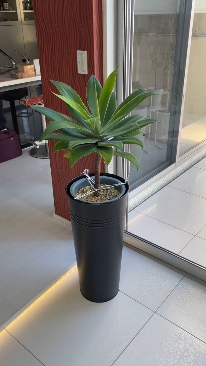 現品 サボテン 柱サボテン 3本植え 1番 ドライガーデン 地植え 現品 サボテン 柱サボテン 3本植え 1番 ドライガーデン 地植え