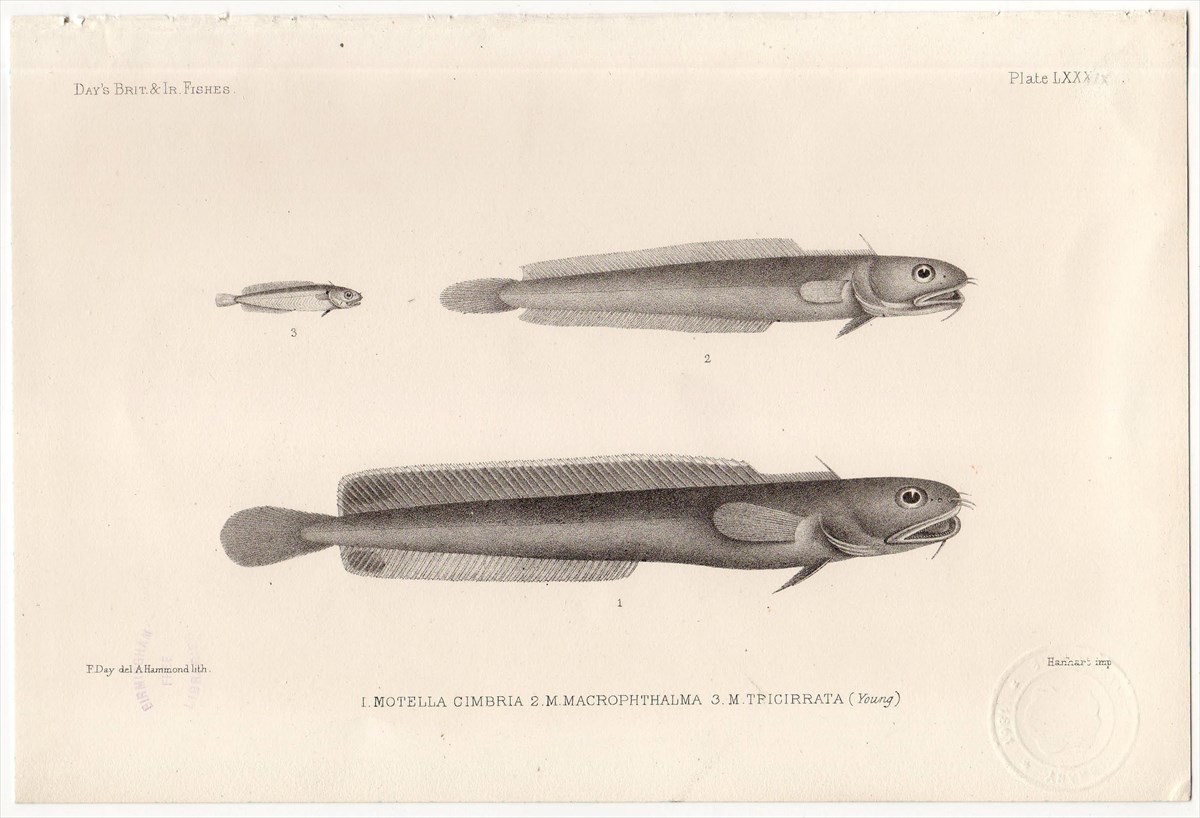 1880年 鋼版画 英国とアイルランドの魚類~カワメンタイ科 ヤマトヒゲダラ 蔵書印あり 博物画_画像1