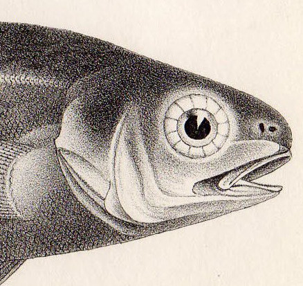 1880年 鋼版画 英国とアイルランドの魚類~イボダイ科 クロメダイ CENTROLOPHUS POMPILUS 蔵書印あり 博物画_画像3