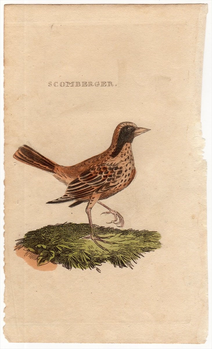 1815年 銅版画 手彩色 モズヒタキ科 モズツグミ属 ハイイロモズツグミ SCOMBERGER 博物画_画像1