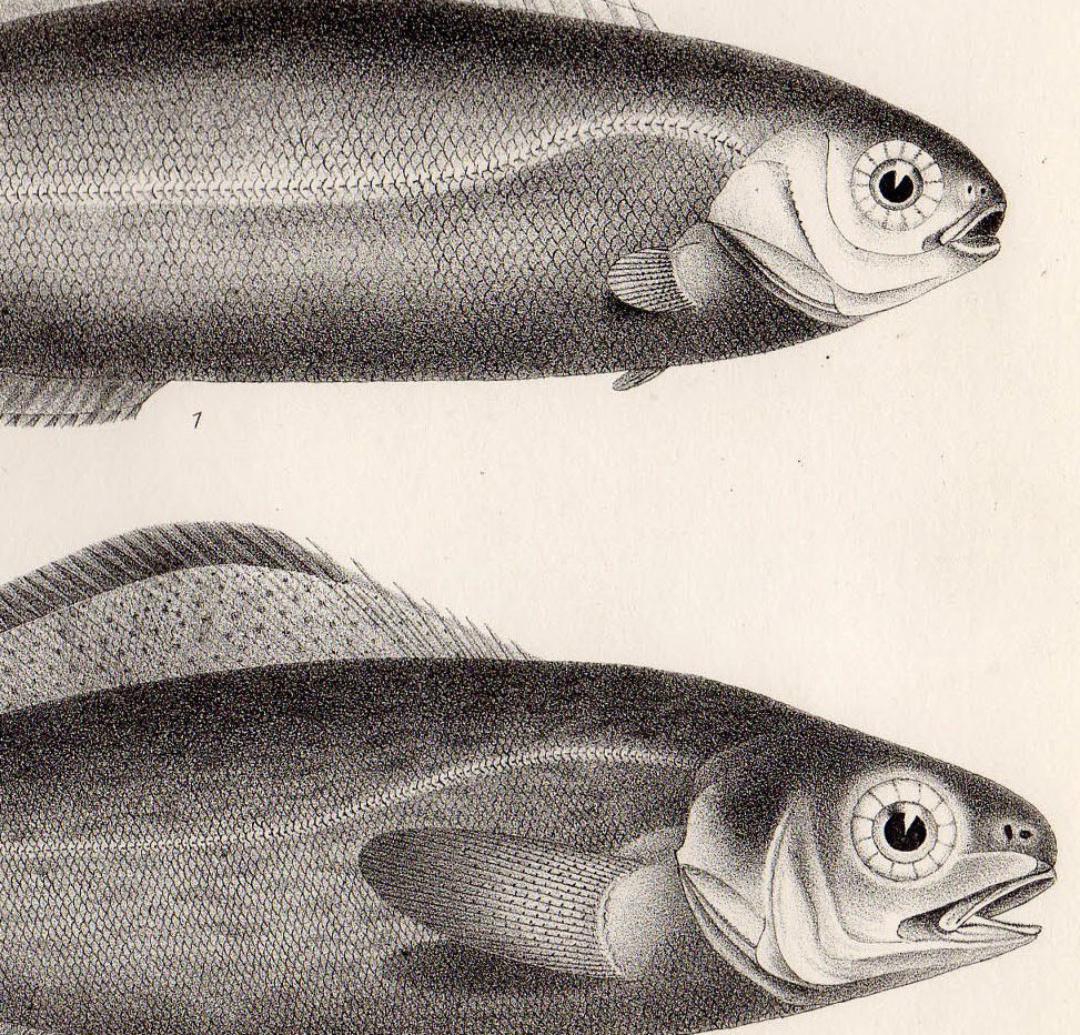 1880年 鋼版画 英国とアイルランドの魚類~イボダイ科 クロメダイ CENTROLOPHUS POMPILUS 蔵書印あり 博物画_画像2