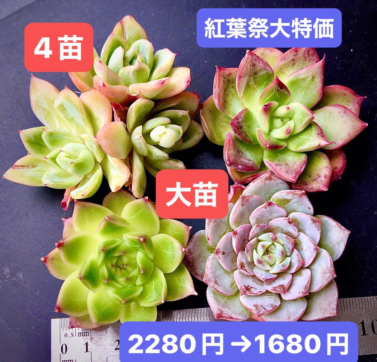 紅葉祭大特価 4苗1680円 韓国苗 アイスローズ群生 篝火 パンドラ 紅葉祭大特価 4苗1680円 韓国苗 アイスローズ群生 篝火 パンドラ
