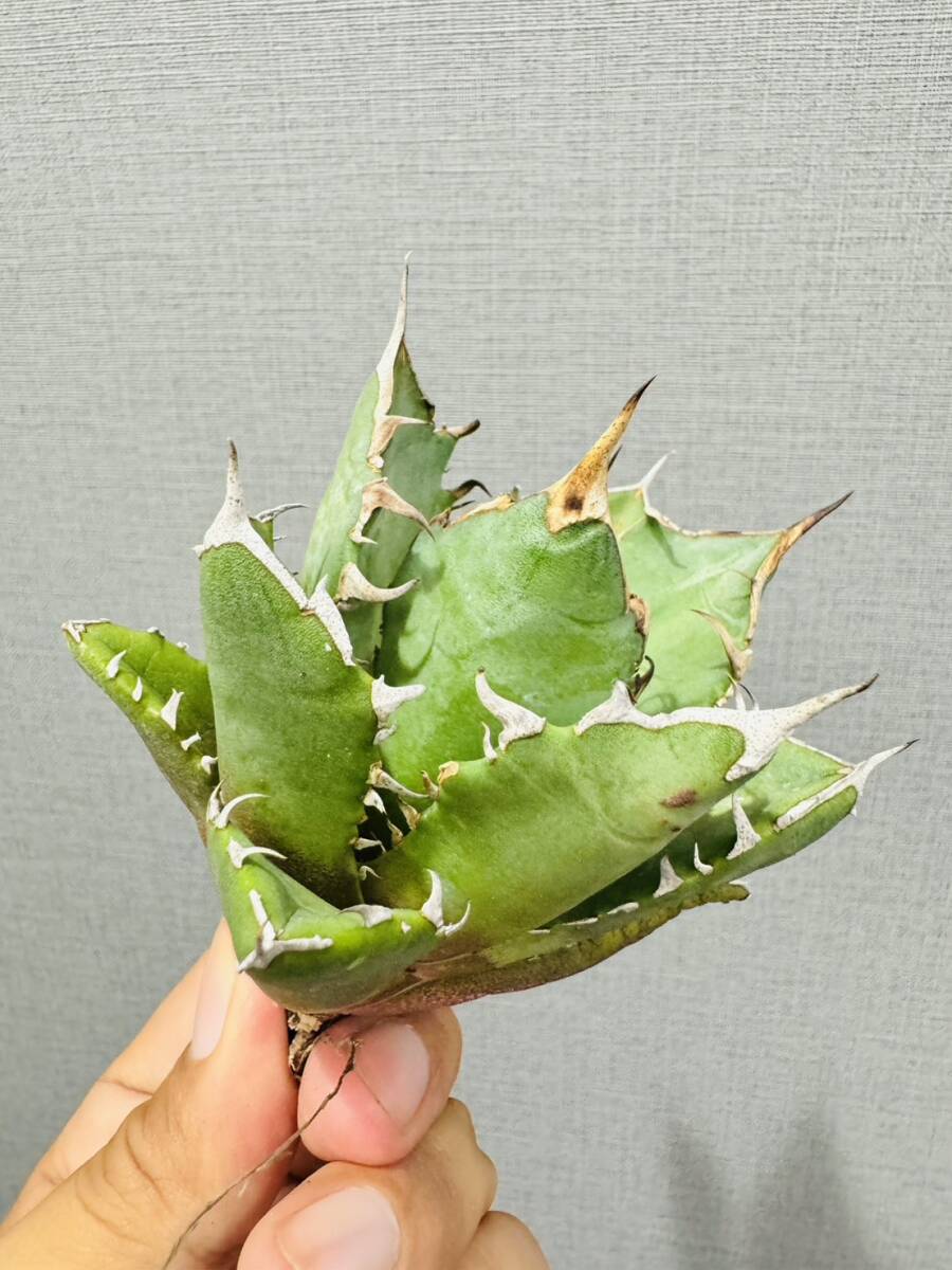 ever plants】Agave titanota Dennis008(3266)、三叉戟、crazy ever plants】Agave titanota Dennis008(3266)、三叉戟、crazy