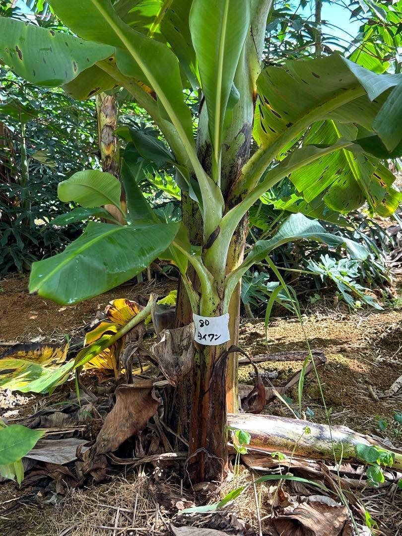 超低木 スーパードワーフ・台湾バナナ モンスター苗 60㎝ 植木鉢 超低木 スーパードワーフ・台湾バナナ モンスター苗 60㎝ 植木鉢