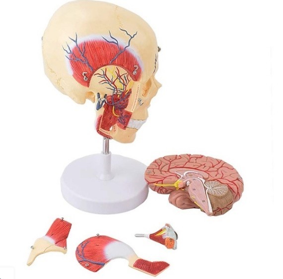 M275 human. head cover .. ...astic.. anatomy model medicine education research ..