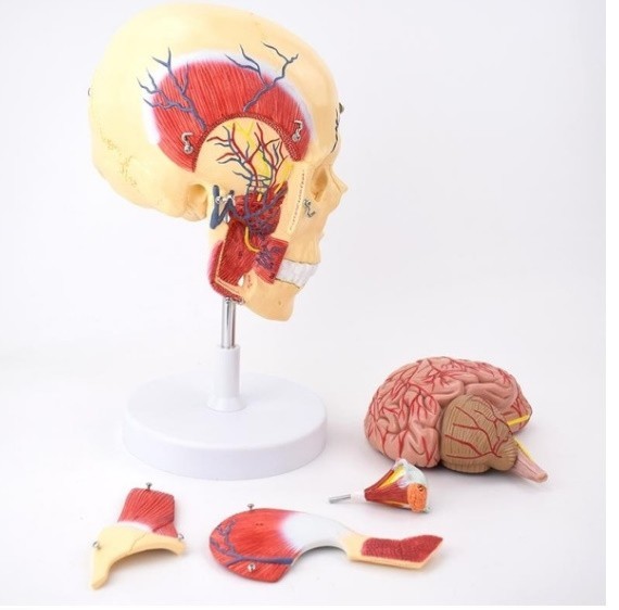 M275 human. head cover .. ...astic.. anatomy model medicine education research ..