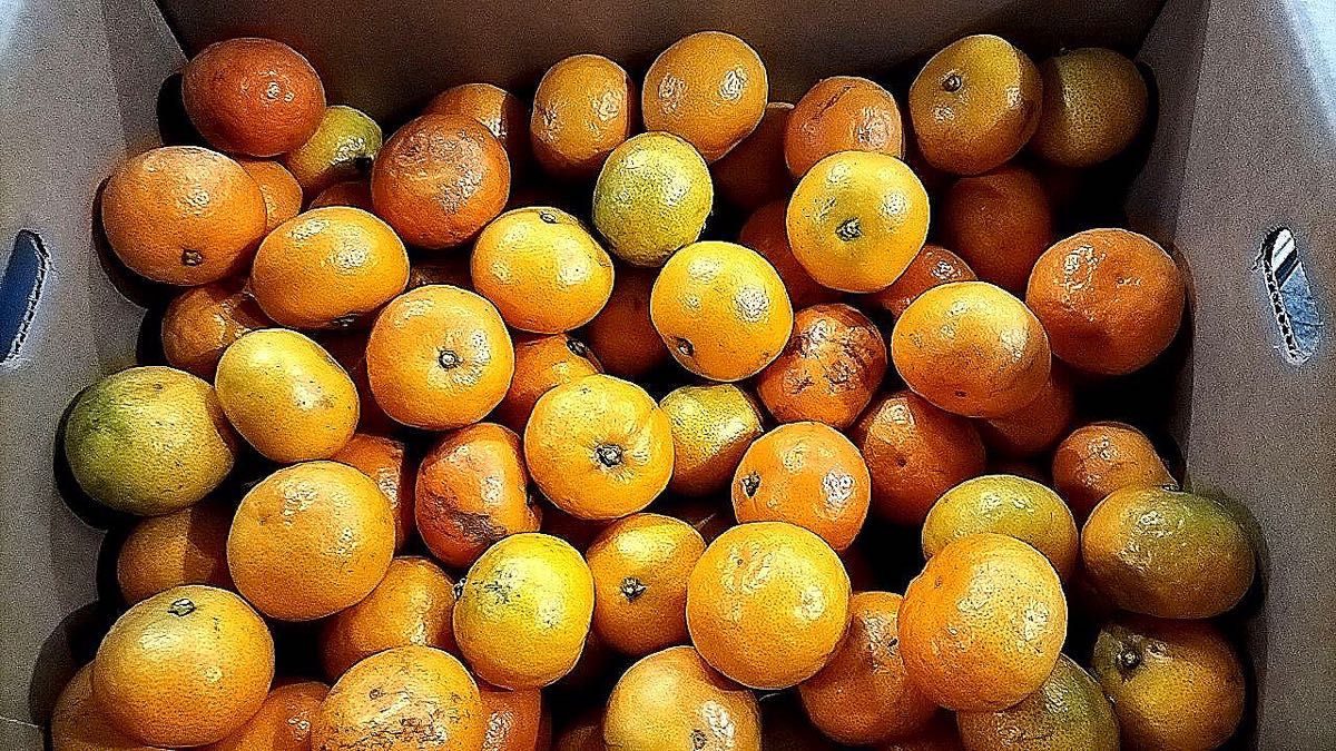 【送料無料◎1スタ!!!!】熊本県産 早生みかん 箱込約20kg 家庭用