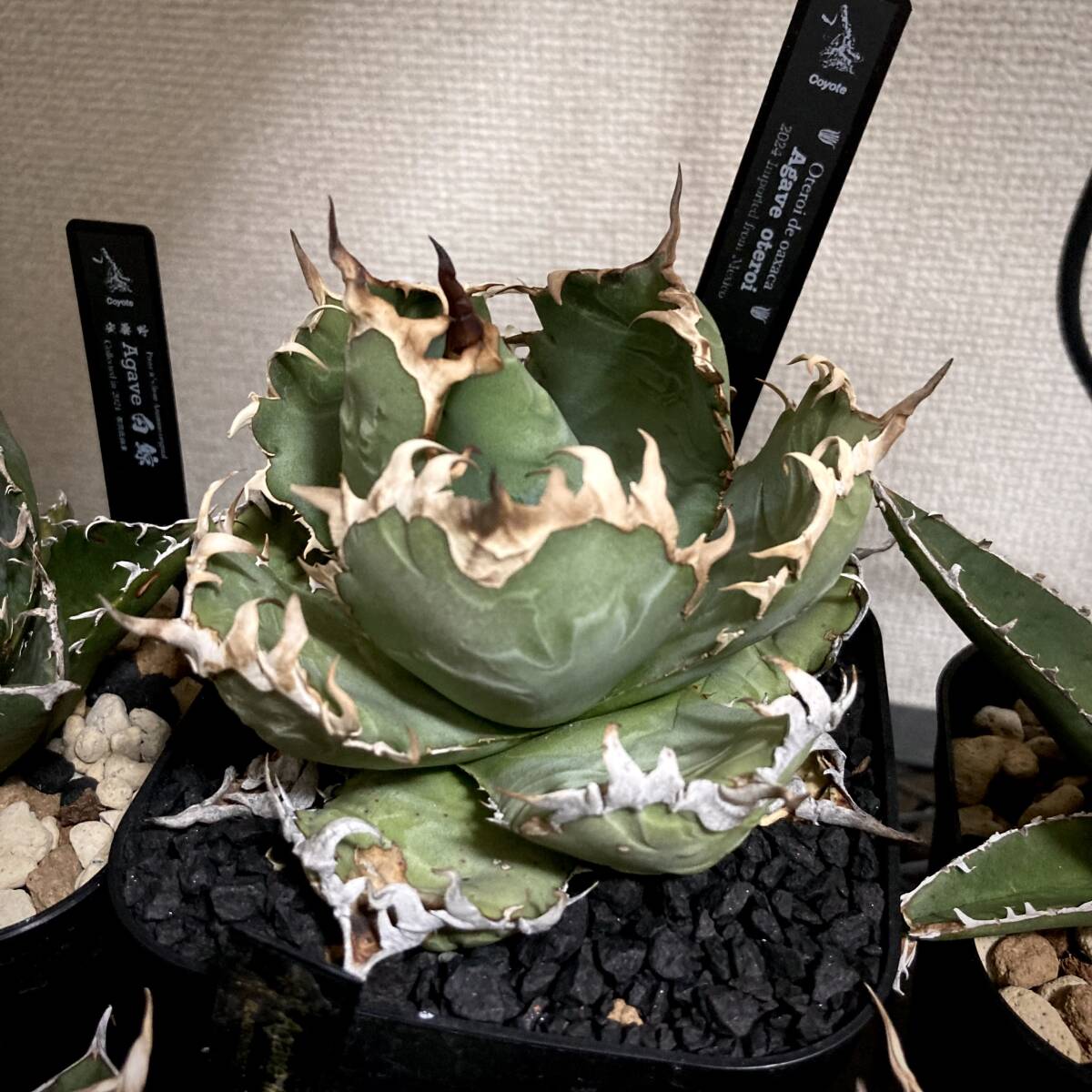 Agave Oteroi de Oaxaca 子株① 発根済 ワイルドオアハカ Agave Oteroi de Oaxaca 子株① 発根済 ワイルドオアハカ