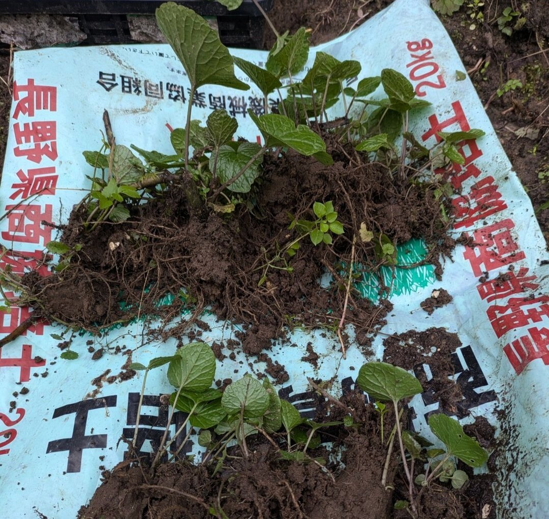  Nagano prefecture production [book@ wasabi seedling ]6ps.@ black pot entering seedling field wasabi ①