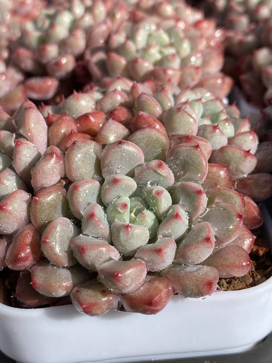 新入荷 雪桃（ゆきもも） X436-2*32苗 多肉植物 土と根付き　エケベリア レア種 韓国苗 サボテン 詰め合わせ