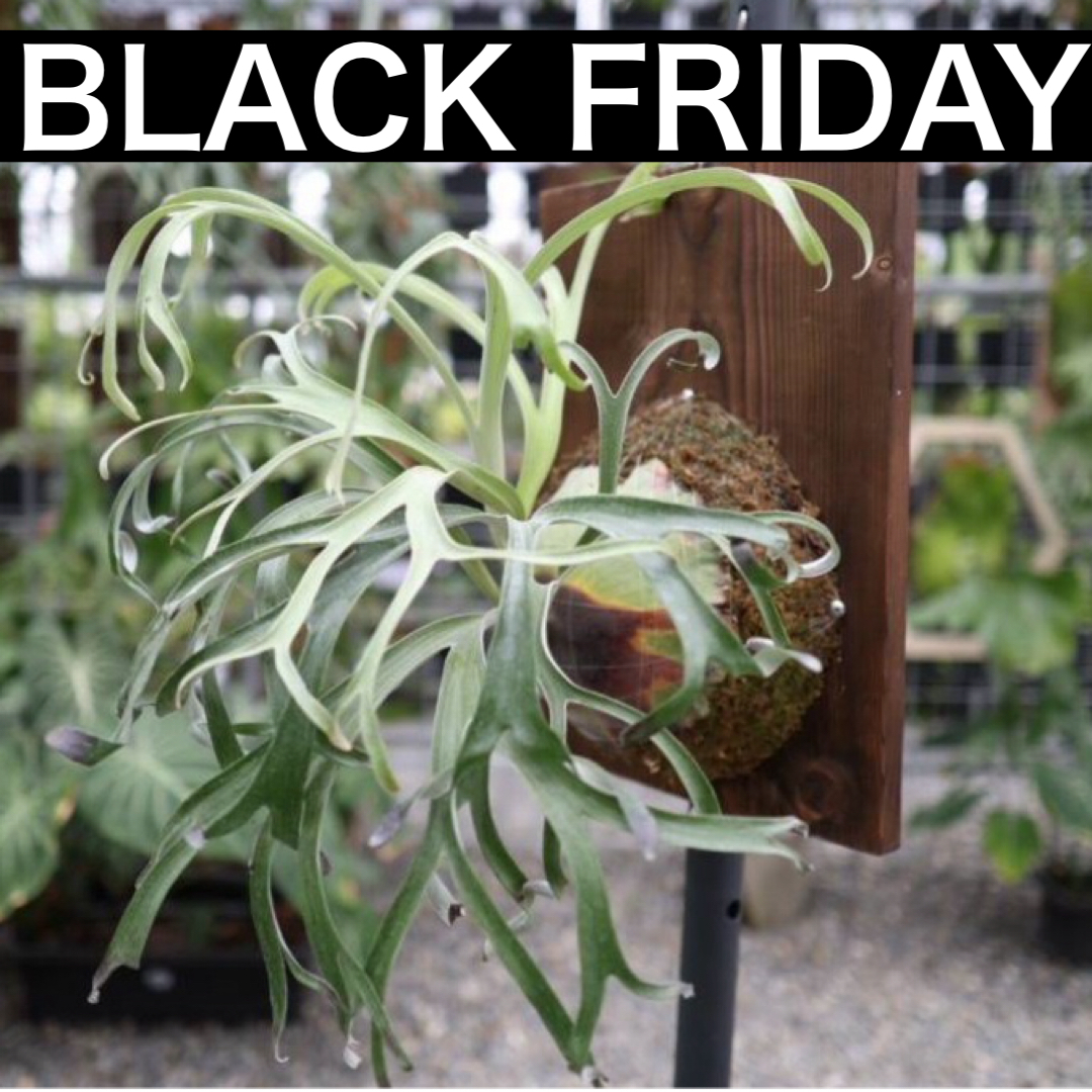 ブラックフライデー 】P alcicorne var madagascar dwarf⑦ ブラックフライデー 】P alcicorne var madagascar dwarf⑦