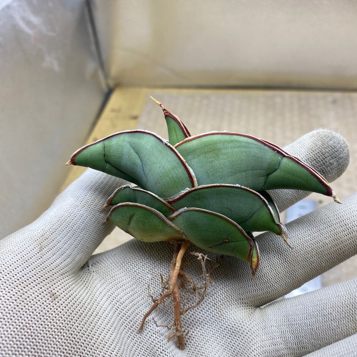 サンスベリア バナナ SANSEVIERIA BANANA 実生 多肉植物 レアな サンスベリア バナナ SANSEVIERIA BANANA 実生 多肉植物 レアな