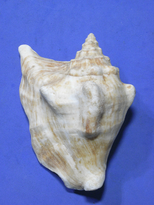 貝の標本 Strombus tricornis 119mm.big.Red sea_画像1