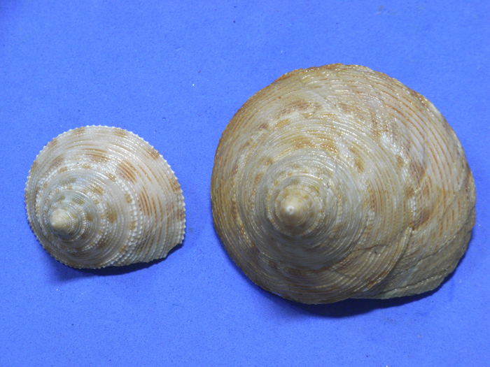 貝の標本 Calliostoma formosense 34.8mm&355mm.台湾_画像1