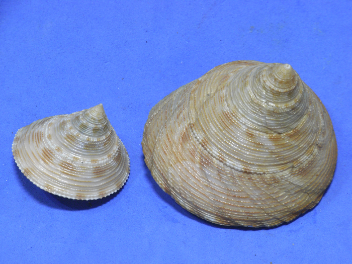 貝の標本 Calliostoma formosense 34.8mm&355mm.台湾_画像2