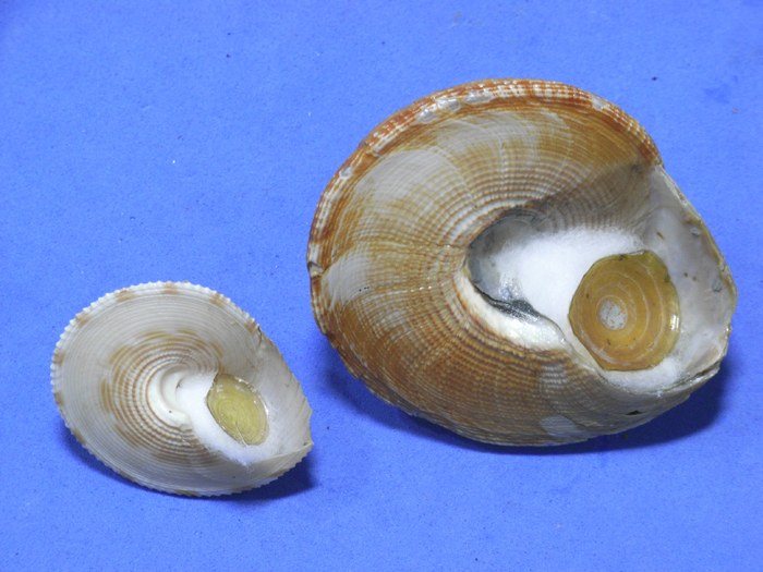 貝の標本 Calliostoma formosense 34.8mm&355mm.台湾_画像3