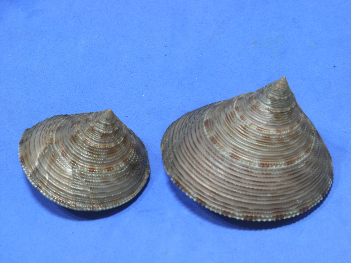 貝の標本 Calliostoma formosense 45mm&58.8mm.w/o.fresh.台湾_画像2